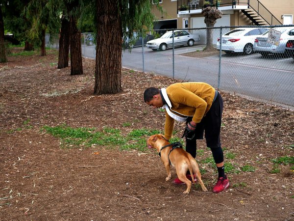 Alternative aux chats pour les personnes allergiques