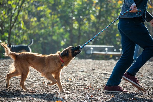 Faire une balade avec un chien réactif : conseils et astuces