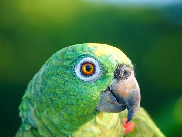 Découvrez le shar-pei : un chien au caractère unique et aux plis remarquables